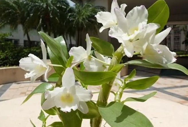 蘭花修剪方法 蘭花修剪方法