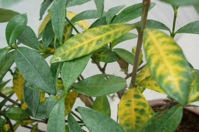 叶子变黄解决方法 叶子变黄解决方法