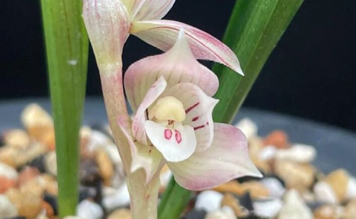 蘭花復花技巧 蘭花復花技巧