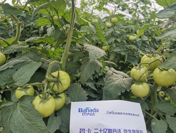 開花肥選擇 開花肥選擇