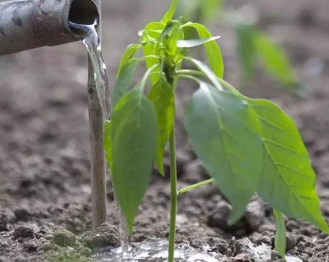 盆栽辣椒病蟲害 盆栽辣椒病蟲害
