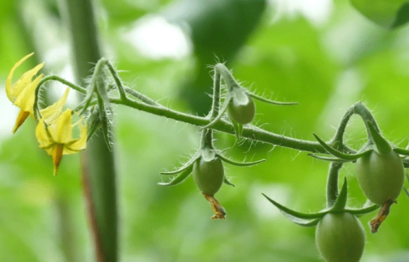 番茄施肥時機 番茄施肥時機