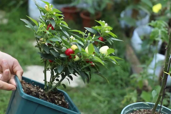 盆栽辣椒照顧技巧