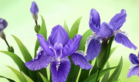 自由之花含义 自由之花含义