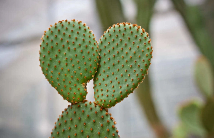 仙人掌曬太陽時間