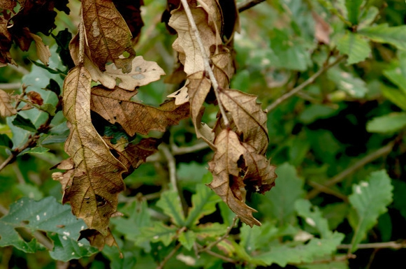 叶子枯萎原因 叶子枯萎原因