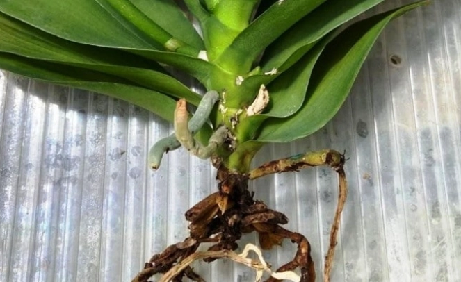 蘭花分株注意事項 蘭花分株注意事項