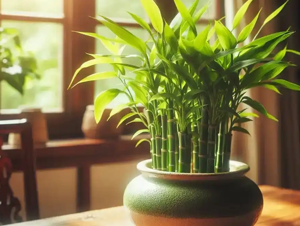 富貴竹盆栽選購 富貴竹盆栽選購