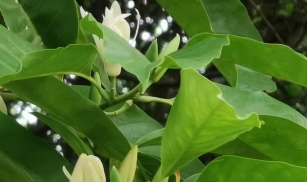 白蘭花種植 白蘭花種植