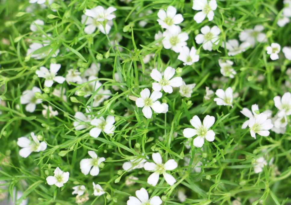 蘭花養護技巧 蘭花養護技巧