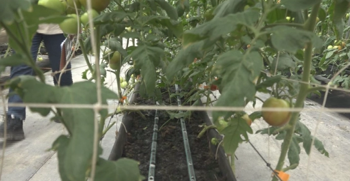 小蕃茄病蟲害防治 小蕃茄病蟲害防治