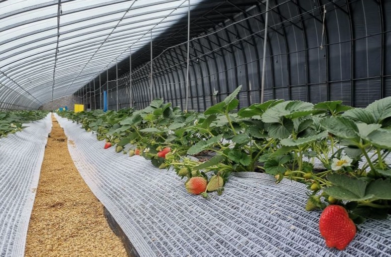 採草莓季節 採草莓季節