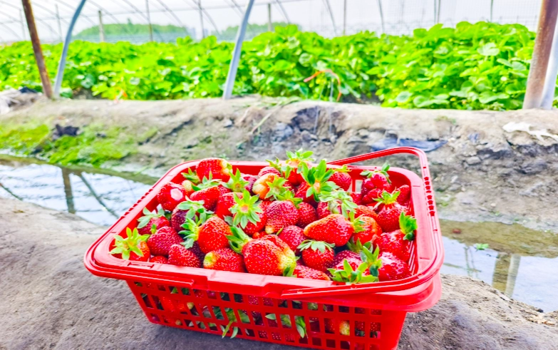 採草莓季節 採草莓季節