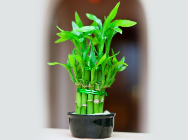 富貴竹盆栽養護 富貴竹盆栽養護