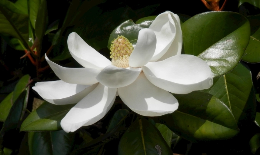 玉蘭花葉子禁忌 玉蘭花葉子禁忌