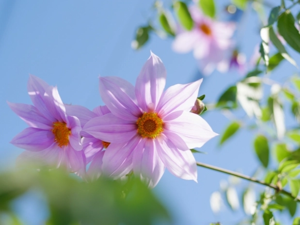 花卉象征 花卉象征