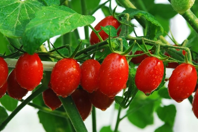 小番茄種植技巧