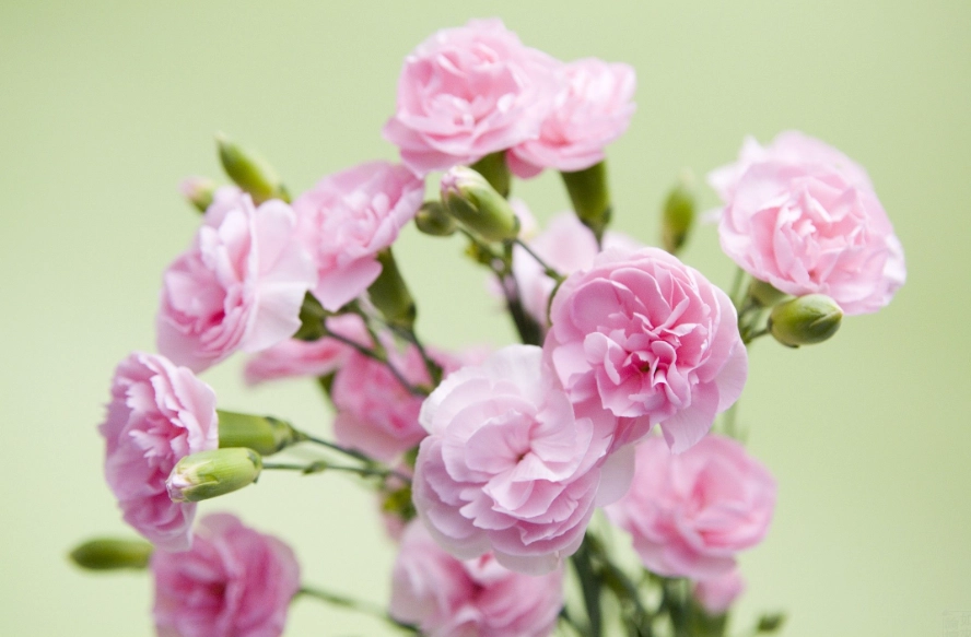 貓咪中毒症狀 貓咪中毒症狀