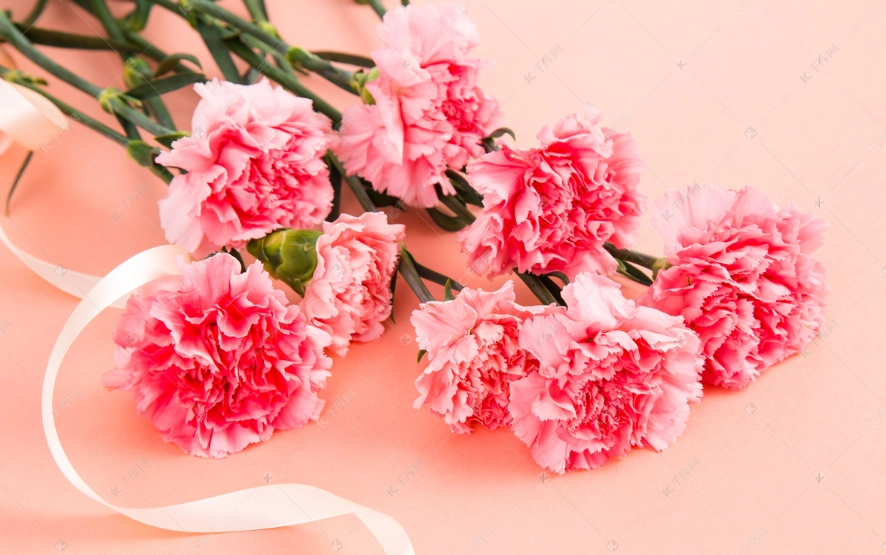 康乃馨對貓有毒 康乃馨對貓有毒