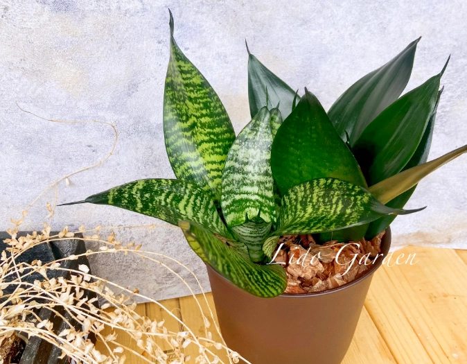 虎尾蘭澆水技巧 虎尾蘭澆水技巧