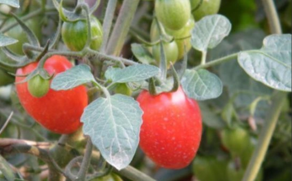 小蕃茄病蟲害防治 小蕃茄病蟲害防治