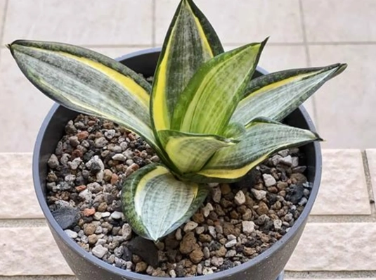 虎尾蘭澆水頻率 虎尾蘭澆水頻率