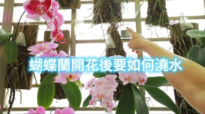 蘭花澆水方法