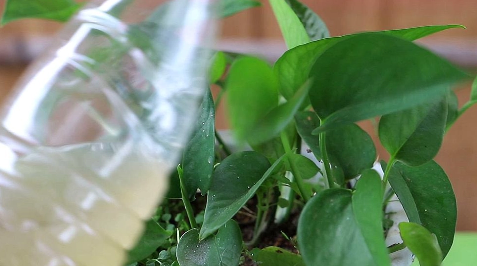 松蘿植物照顧 松蘿植物照顧