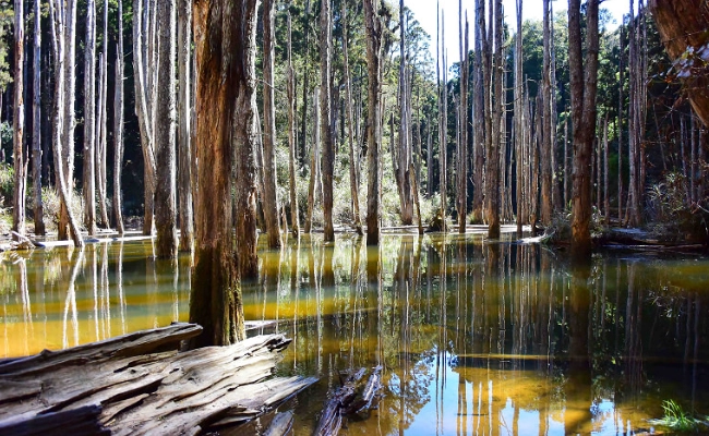 忘憂森林步行多久