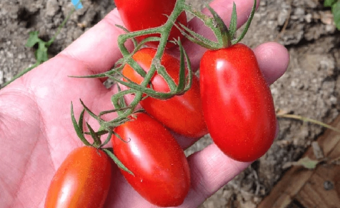 小番茄施肥方法 小番茄施肥方法