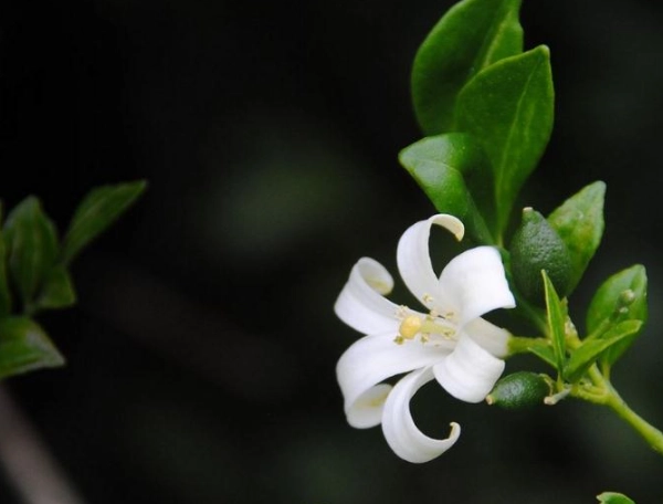 勇氣之花種類 勇氣之花種類