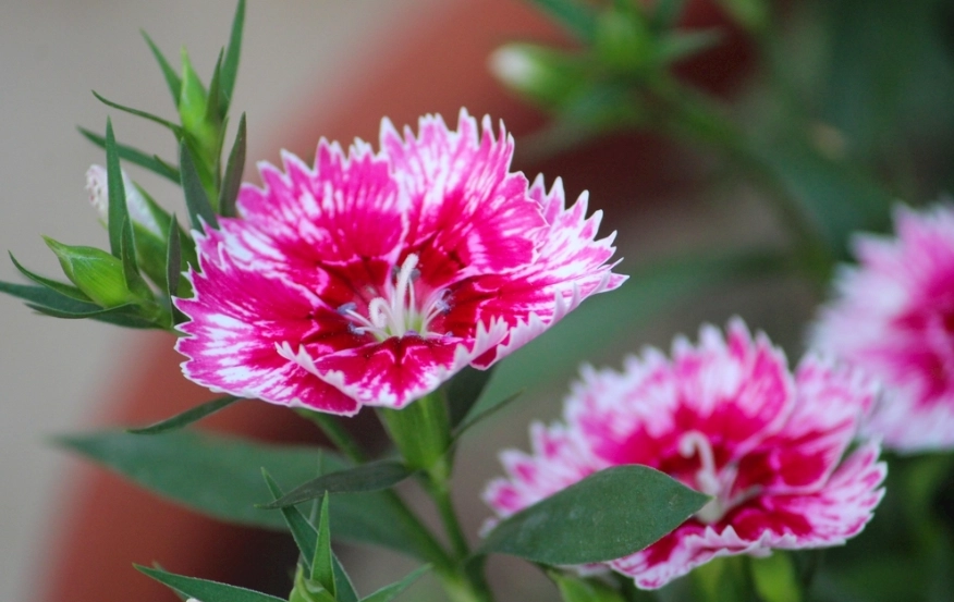 康乃馨對貓有毒