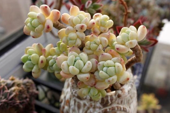 景天科澆水技巧