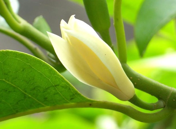 白蘭花種植 白蘭花種植