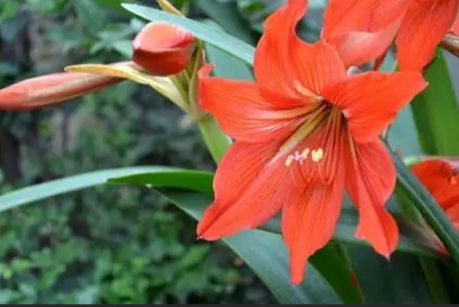 孤挺花花期 孤挺花花期