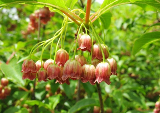 吊鐘樹種植方法 吊鐘樹種植方法