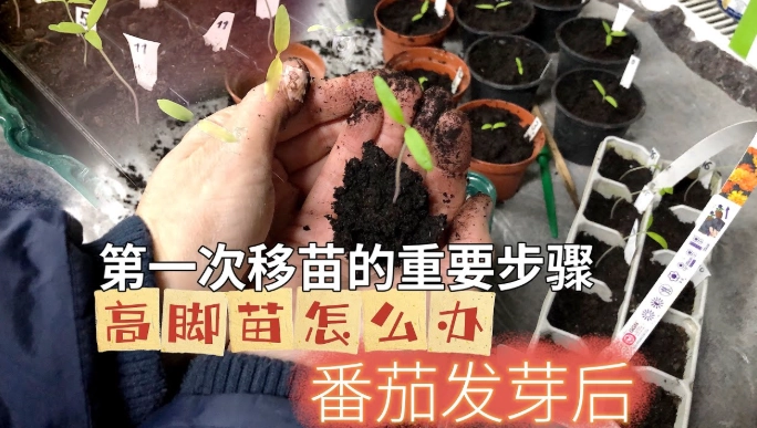 小蕃茄種植方法 小蕃茄種植方法