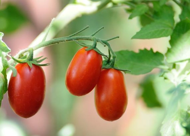 番茄結果期管理