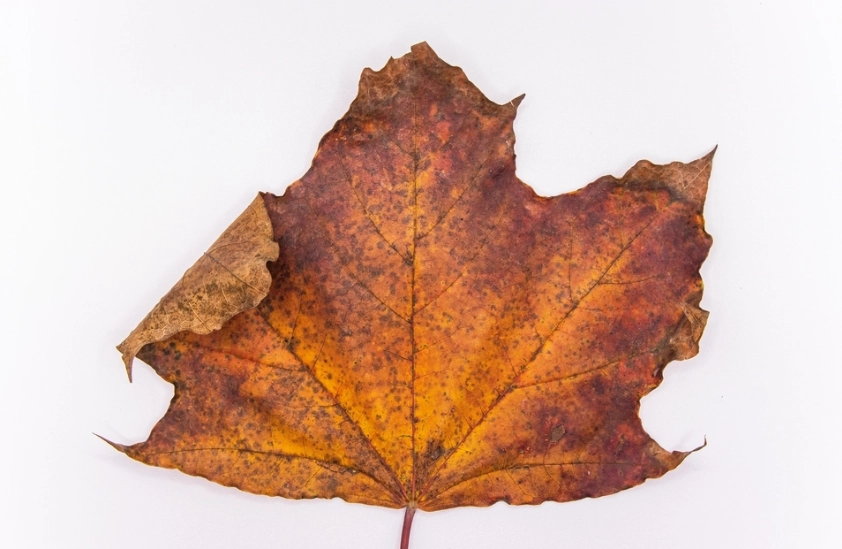 葉子枯黃 葉子枯黃