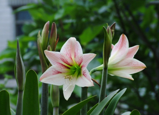 孤挺花養護 孤挺花養護