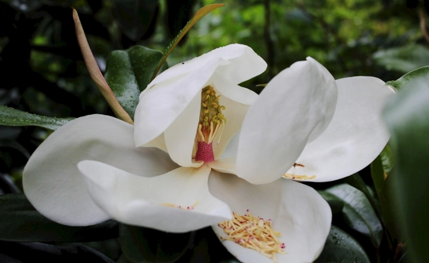 玉蘭花葉子用法 玉蘭花葉子用法