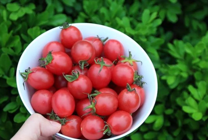 番茄結果期管理