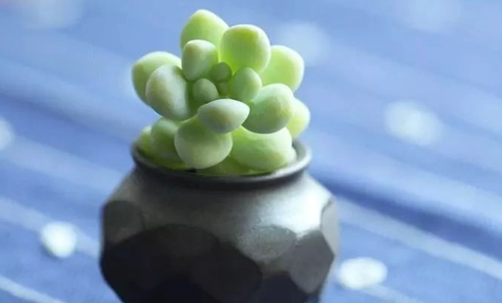 多肉植物養護 多肉植物養護