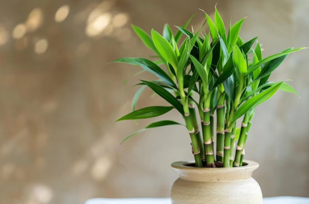 富貴竹盆栽選購 富貴竹盆栽選購