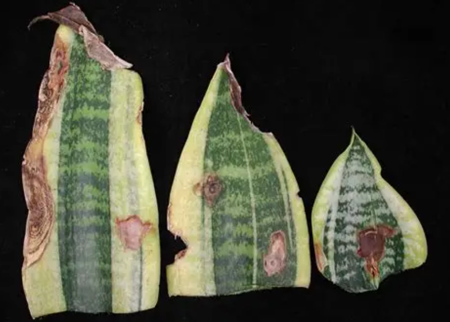 虎尾蘭軟腐病症狀