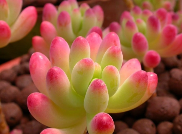 景天科多肉植物 景天科多肉植物