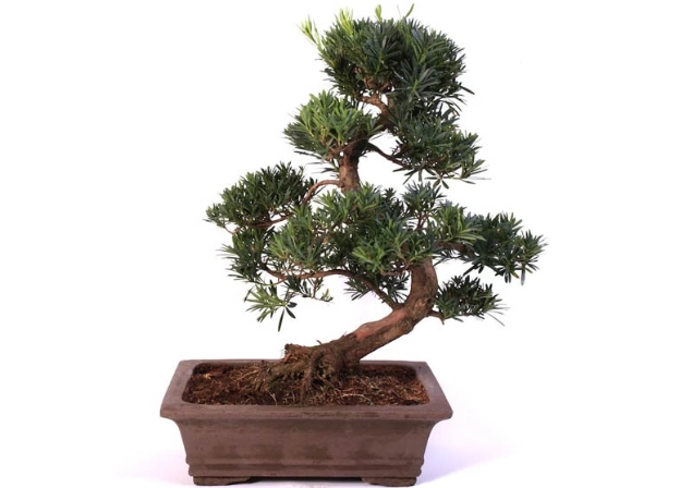 羅漢松盆栽養護 羅漢松盆栽養護