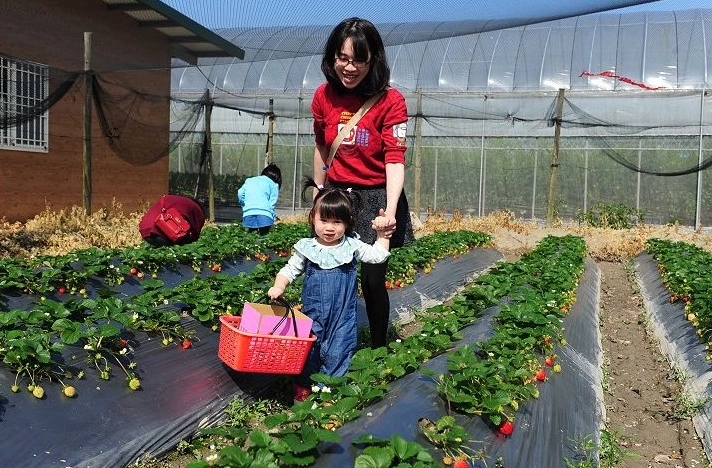 草莓園推薦