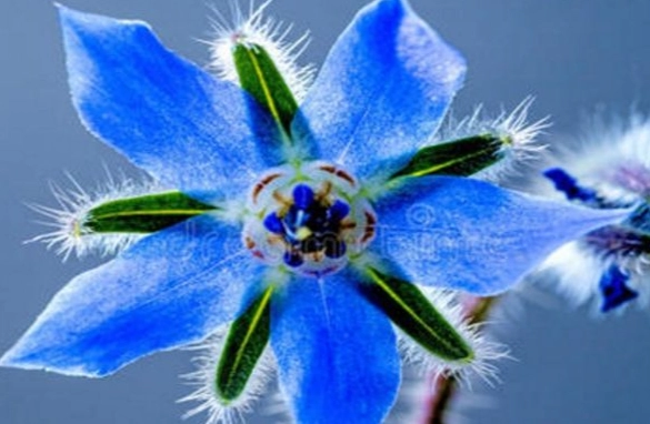 勇氣之花種類 勇氣之花種類