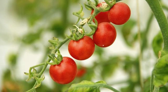 小番茄施肥時機 小番茄施肥時機